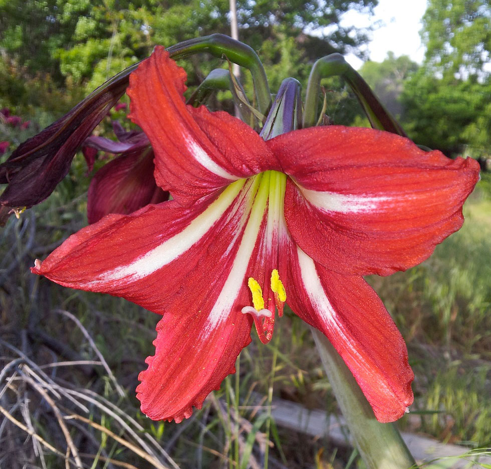 Red amaryllis