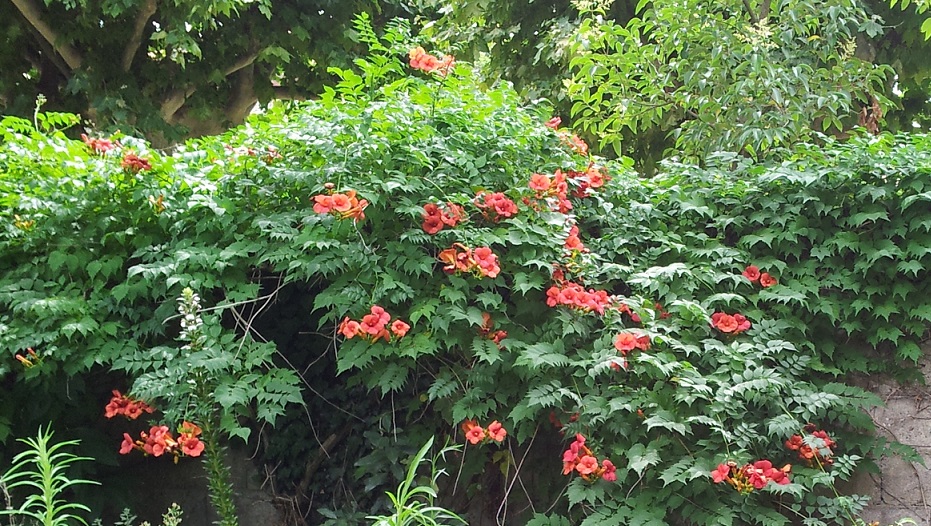 Trumpet vine