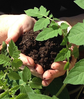 Vermicompost